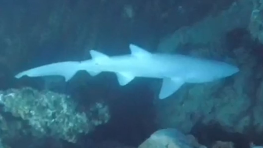 A grey nurse shark appears to be completely white, swimming around reef.