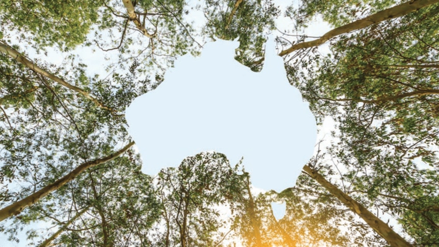 An Australia-shaped gap in a tree canopy, seen from below.