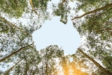 An Australia-shaped gap in a tree canopy, seen from below.