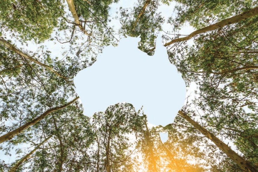 An Australia-shaped gap in a tree canopy, seen from below.