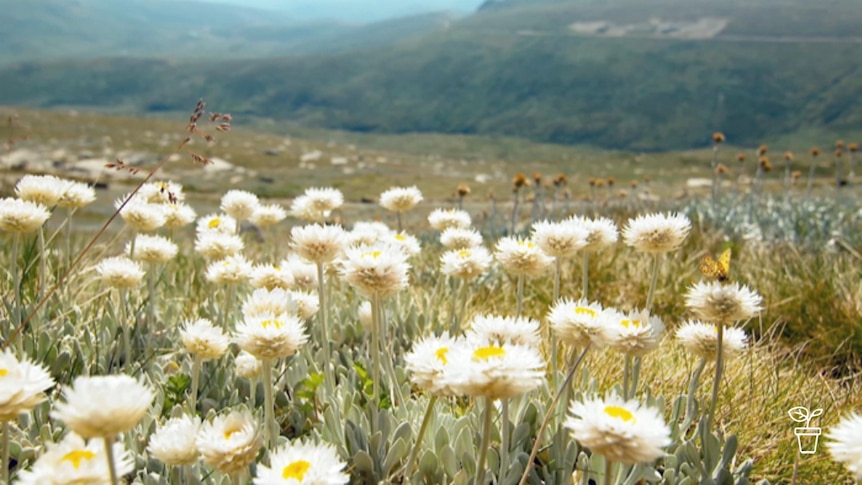 White flowers growing in hilly mountainous countryside