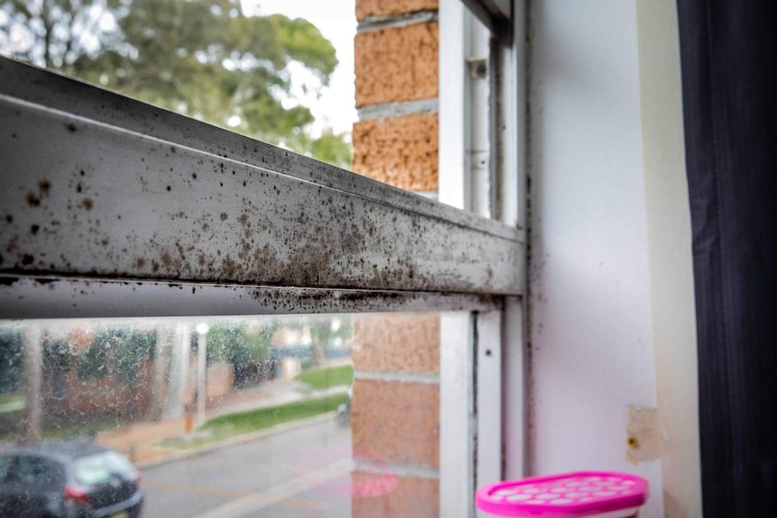 Dark mould on a window frame.