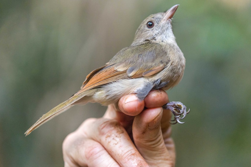 A golden whistler female.