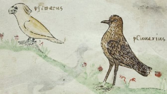 Cockatoo illustration in 13th century manuscript.