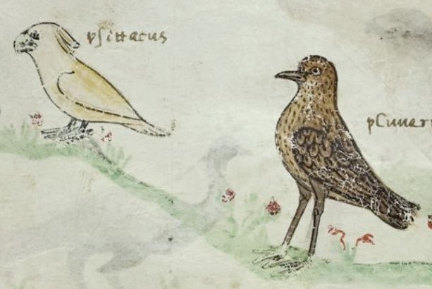 Cockatoo illustration in 13th century manuscript.