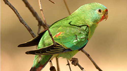 A green parrot sitting on a branch.