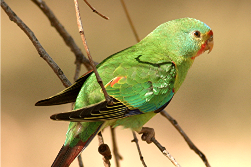 A green parrot sitting on a branch.