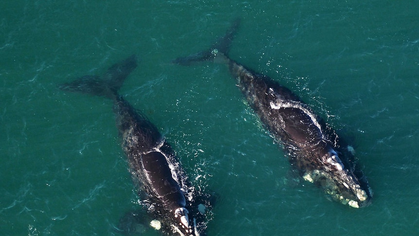 Two southern right whales off Spring Beach at Orford, Tasmania.