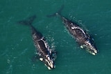 Two southern right whales off Spring Beach at Orford, Tasmania