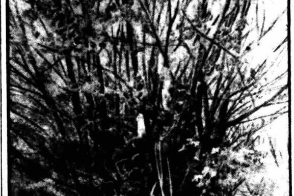 A scanned black and white photo of a wych elm.