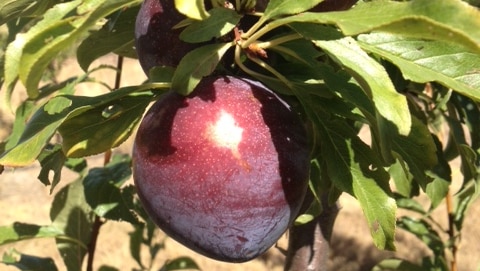 Queen Garnet plum developed in Queensland