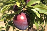 The health benefits of Queen Garnet plums has led to illegal production and counterfeit fruit.