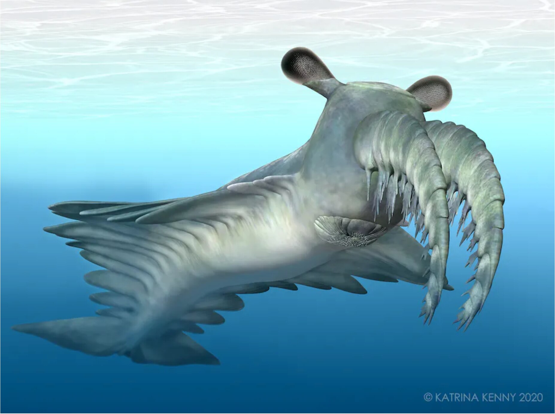 艺术家对大丽奇虾（一种寒武纪海洋无脊椎动物）的印象