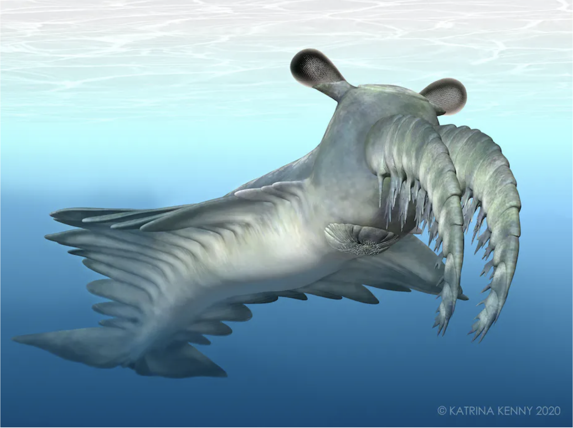 Artist's impression of the Cambrian marine invertebrate Anomalocaris daleyae