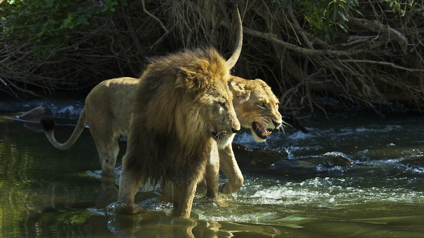 Lions in South Africa