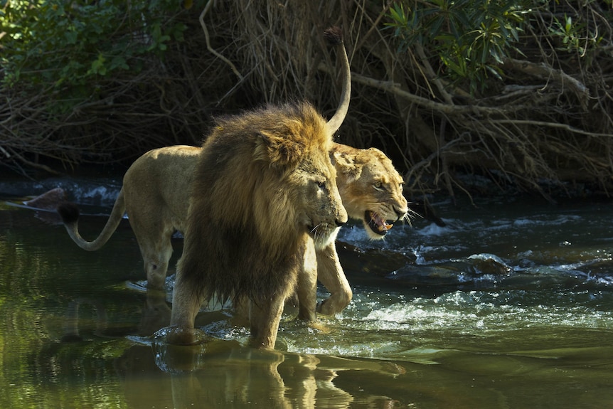 Lions in South Africa