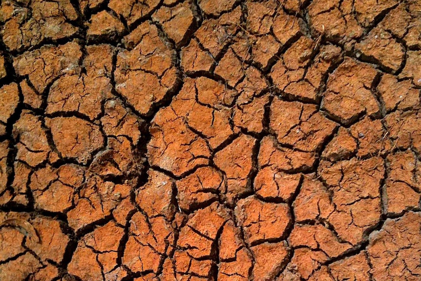 Cracked earth in drought conditions.