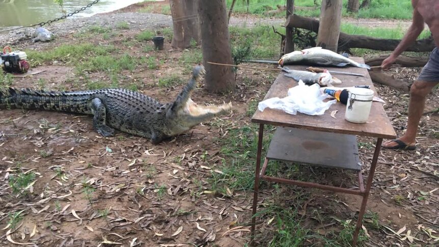A photo of a crocodile at a Kimberley camp ground.