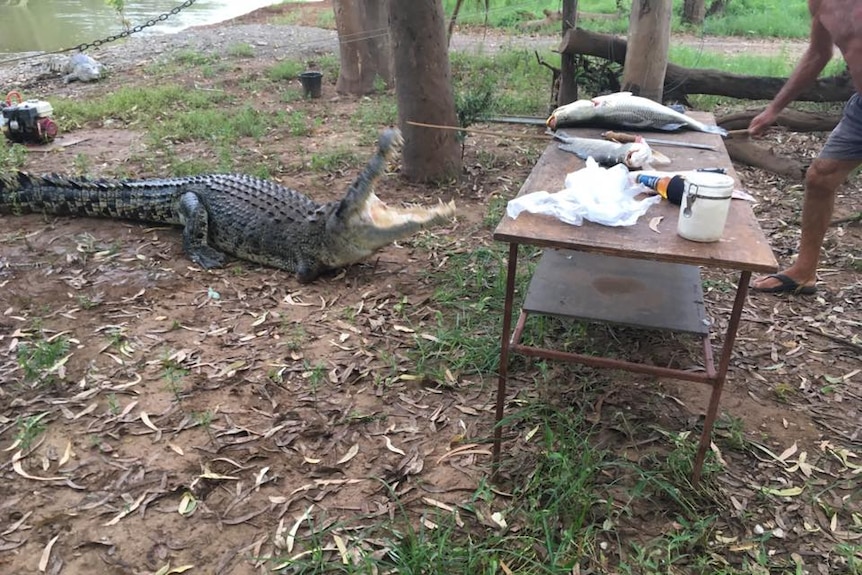 A photo of a crocodile with it's jaws open approaching a table with men behind it who appear to be baiting it with fish.