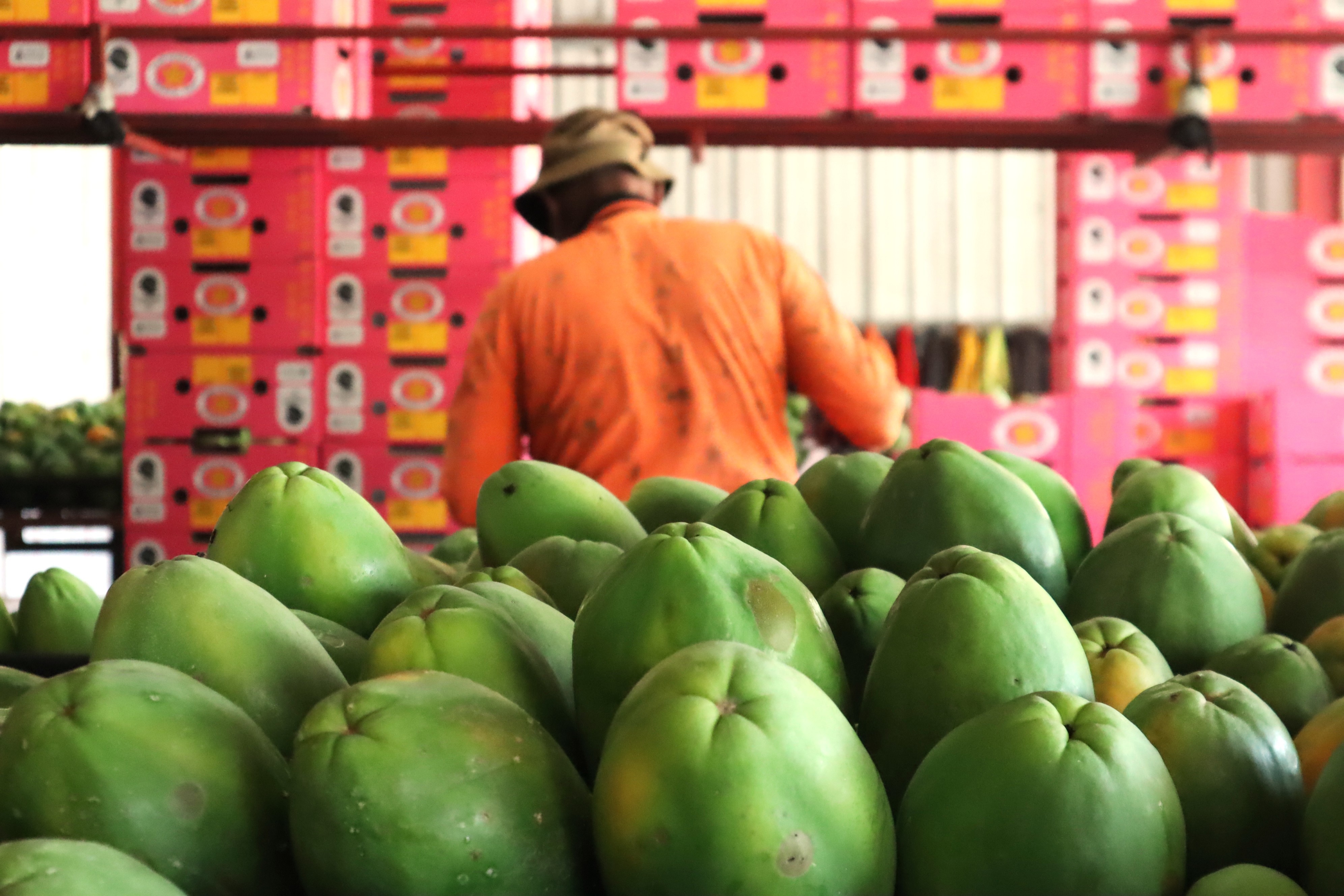 Pawpaws in packing shed.