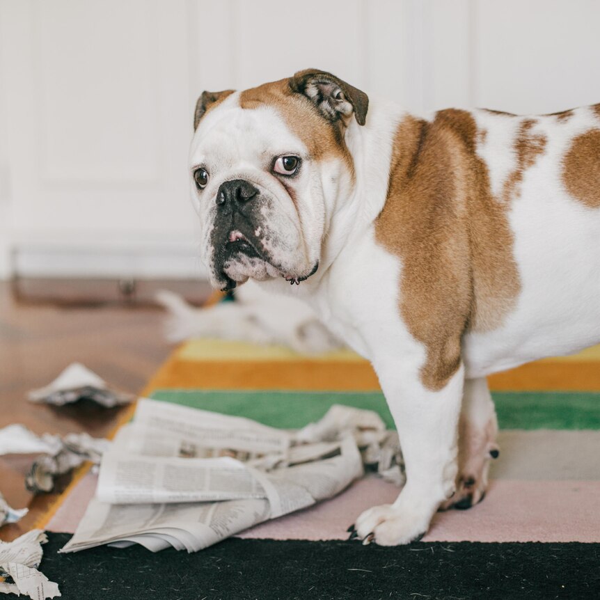 A brown and white bulldog stands over torn newspapers on a rug.