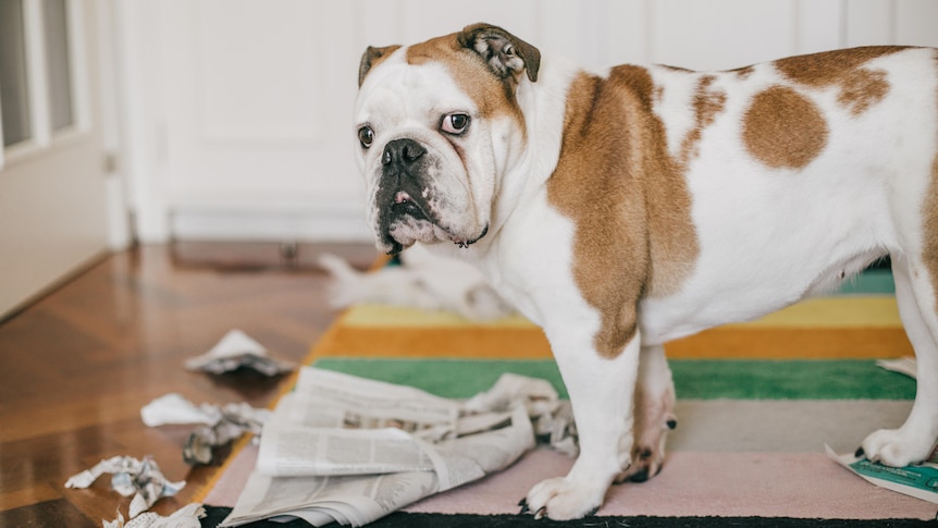 A brown and white bulldog stands over torn newspapers on a rug.