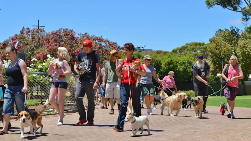 A group of people and their dogs on leads walk through a park.