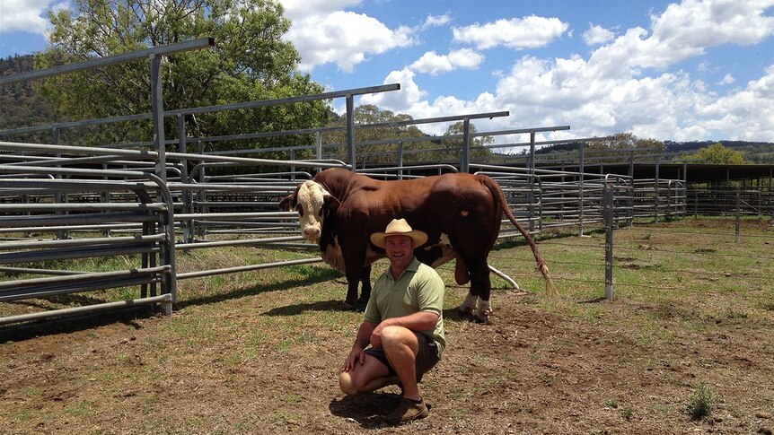 Coonabarabran Brangus Stud Owner Marty Lill and one of his patients