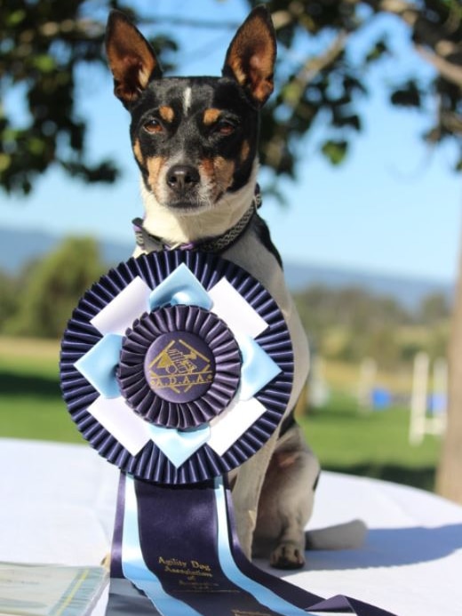 A black, white, tan dog with an oversized ribbon