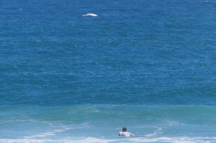 An image showing part of a white whale above the surface of the water, with a surfer in the foreground.
