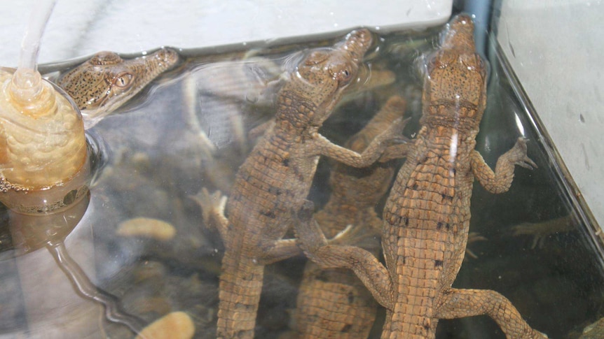 Crocodiles captured in Mt Isa pool