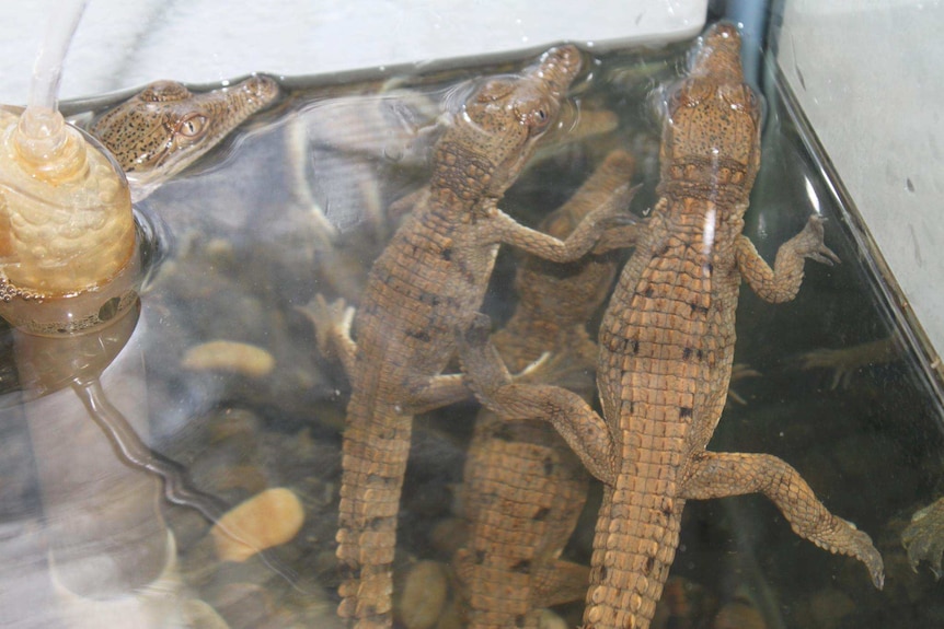 Crocodiles captured in Mt Isa pool