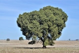 A brachi at temora