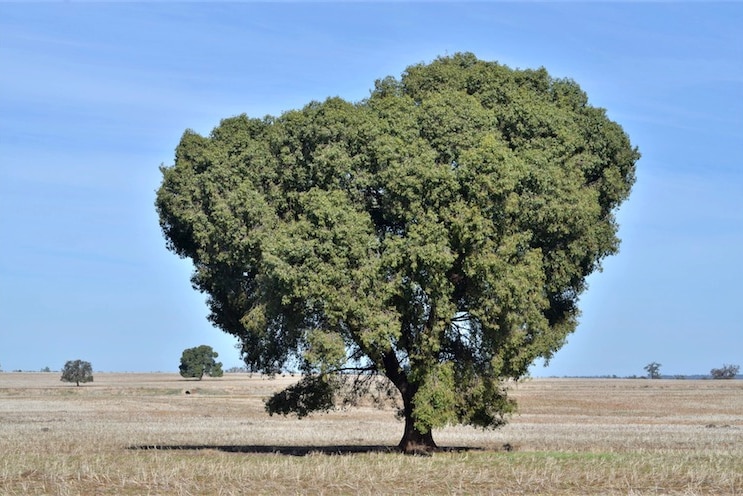 A brachi at temora