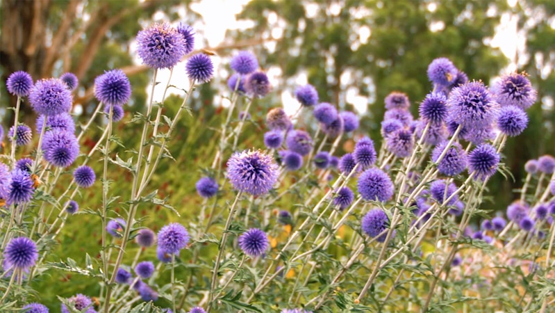 Purple round-headed flowers in a field