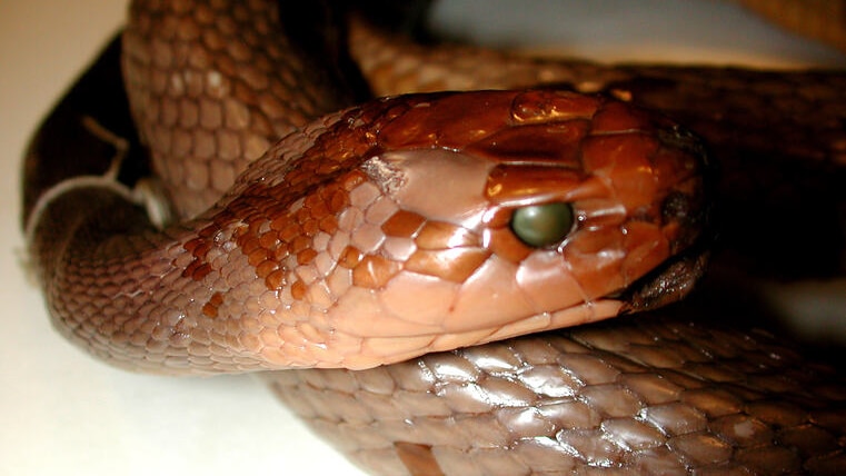 A close up of a dead snake with green eyes