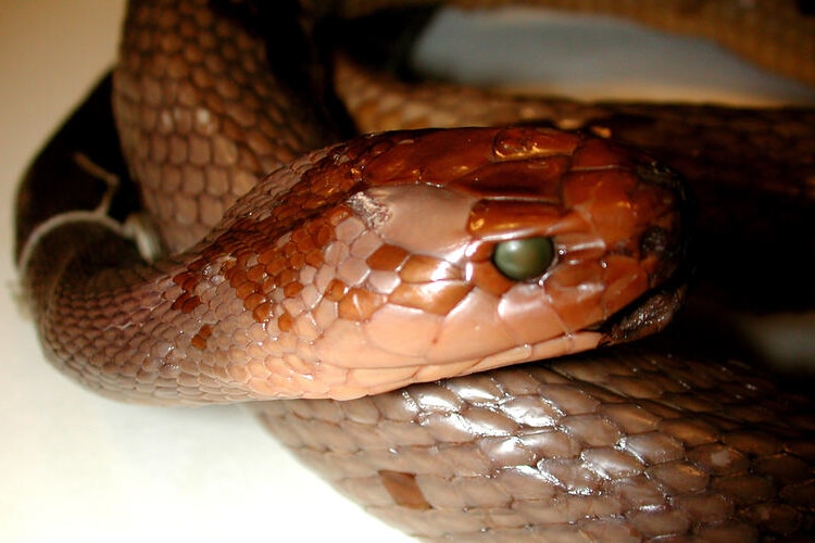 A close up of a dead snake with green eyes