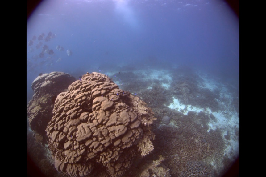 brown coral with small blue fish 