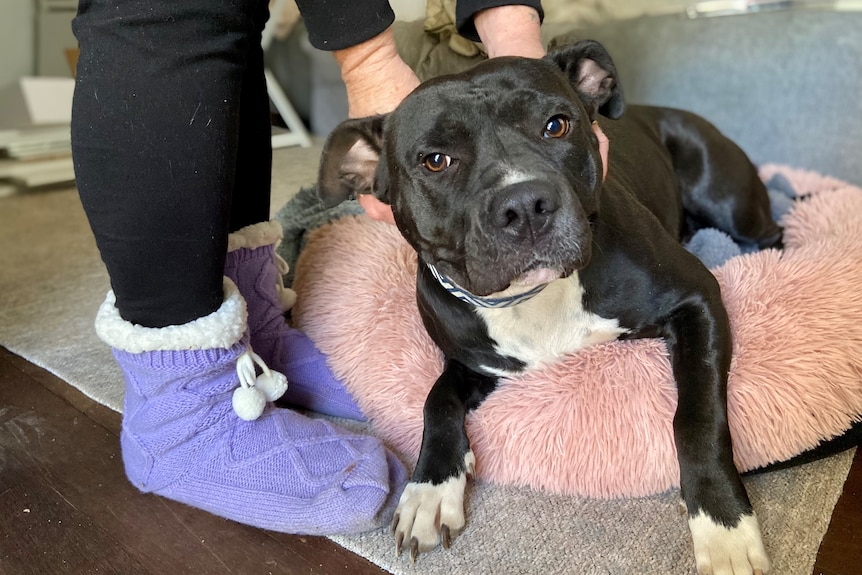 Black American Staffy sits on her pink fluff bed as her owners hands pat her in the background. Purple socks stand beside her