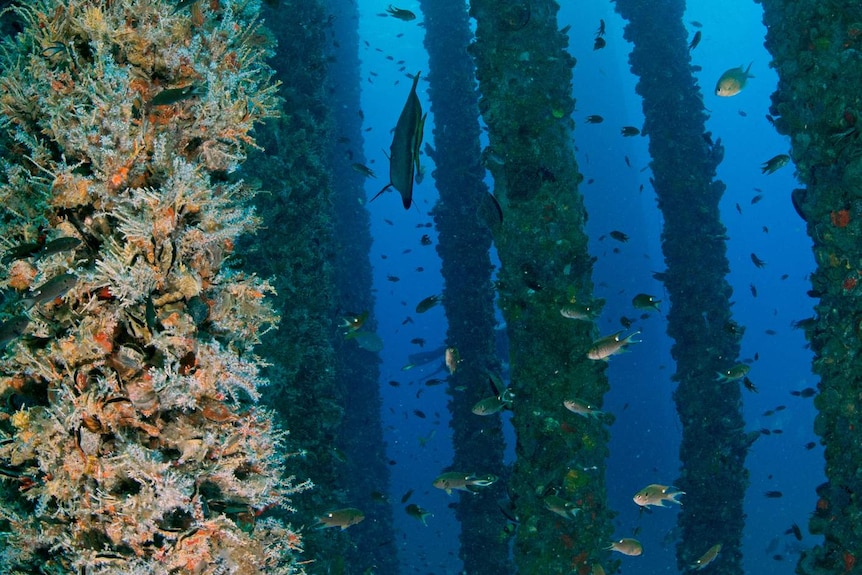 Underwater rig pylons covered in marine life and surrounded by fish.