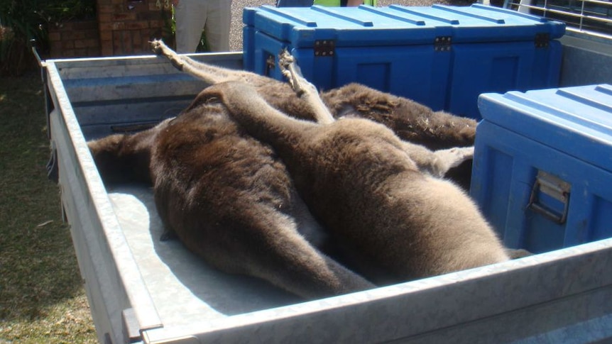 three kangaroos lie dead in the back of a ute