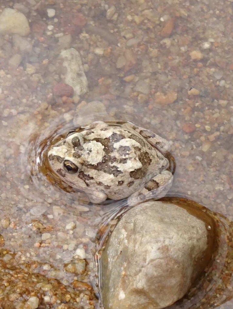 Spencers Burrowing frog waits patiently for prey