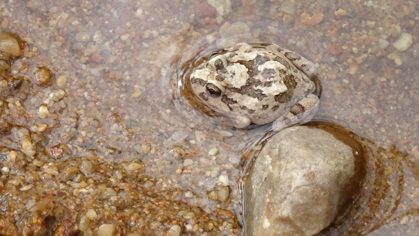 Spencers Burrowing frog waits patiently for prey
