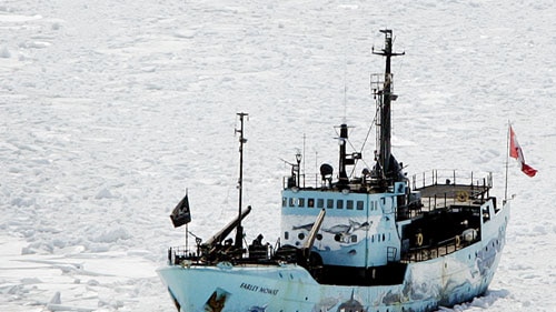 The Sea Shepherd society says it is considering ramming a protest boat into a whaler.