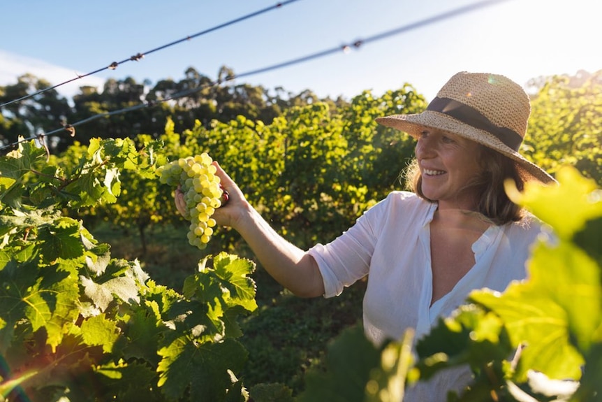 Woman wearing sunhat picking a large bunch of grapes in a vineyard, smiling. 
