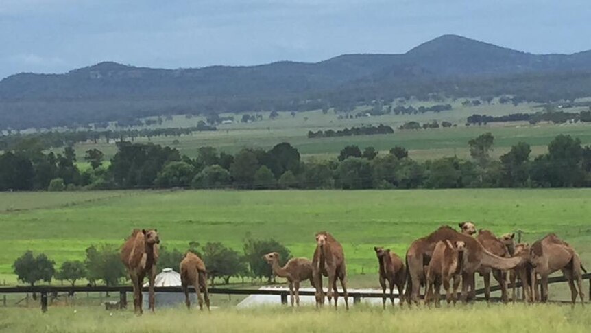 Camel dairy near Muswellbrook in the Upper Hunter Valley.