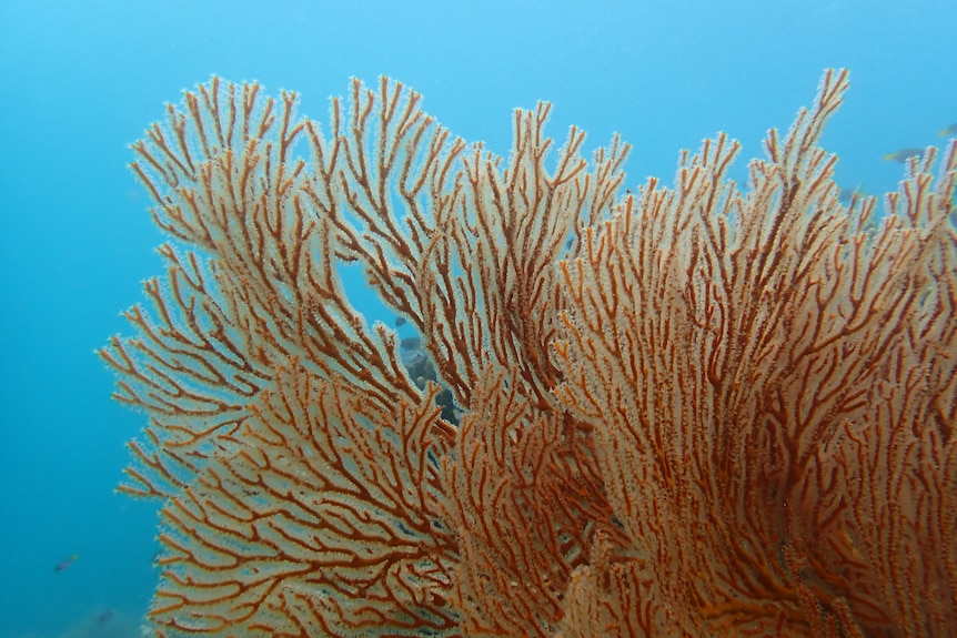 Orange-coloured fan coral in the ocean
