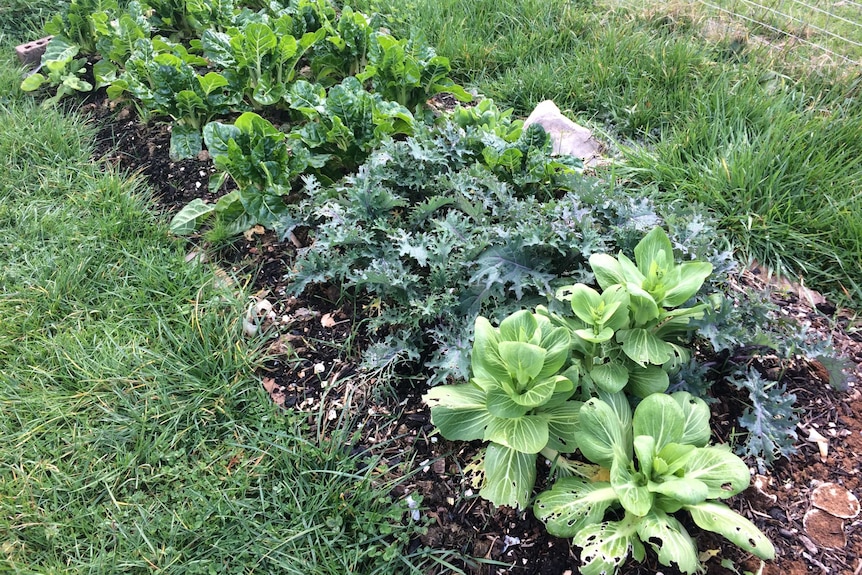 Silverbeet, kale and broadbeans thrive in a winter vegetable patch in Tasmania, planted by first homeowners starting a garden.