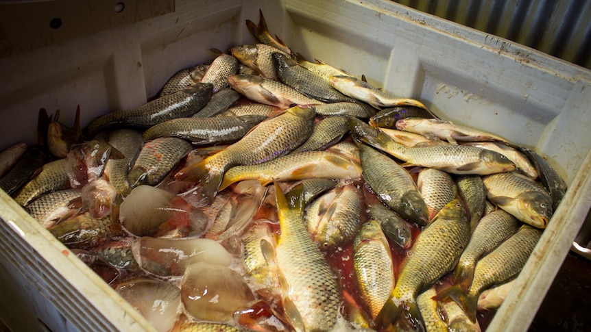 A crate of carp packed in an ice slurry
