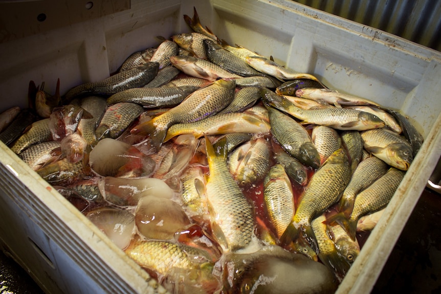 A crate of carp packed in an ice slurry